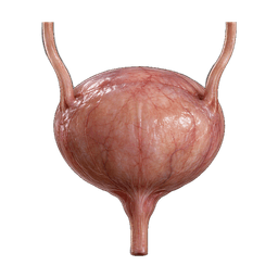 Bladder