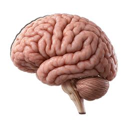 Brain