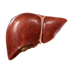 Liver