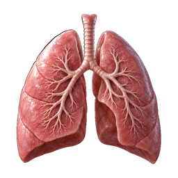 Lungs