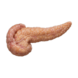 Pancreas