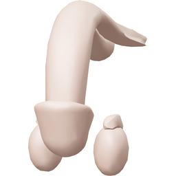Penis & Testes