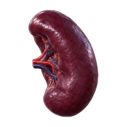 Spleen