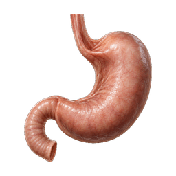 Stomach