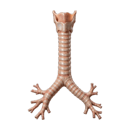 Trachea